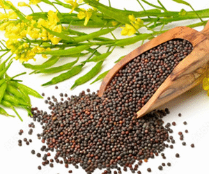 Mustard Seeds